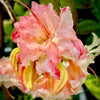 Cannon's Double Deciduous Azalea