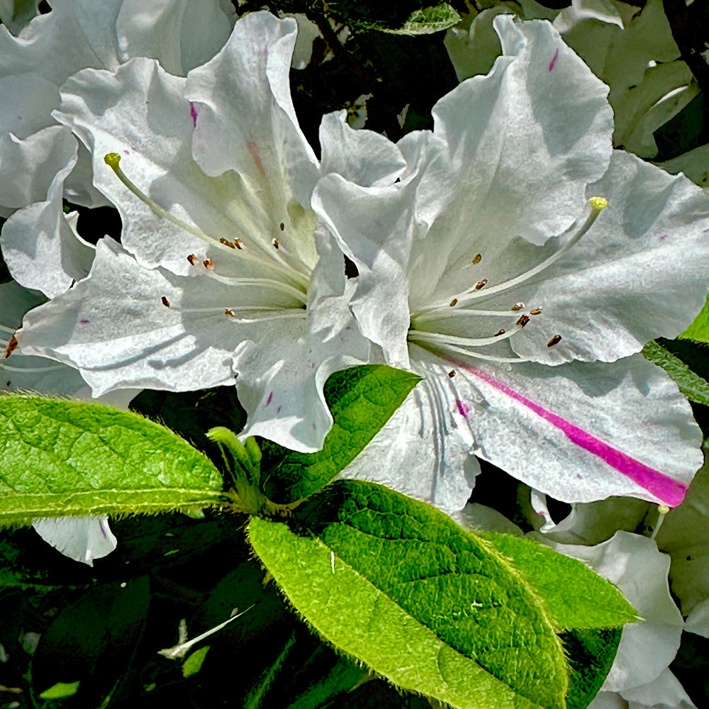 Autumn Lily Encore Azalea 3 Gallon Container Lots Of Plants autumn-lily-encore-azalea-3-gallon-container-lots-of-plants