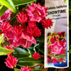 Show Time Mountain Laurel