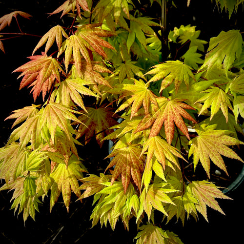Maple Ribbon Coord Ribbon Leaf Japanese Maple - 3 gallon container- 2-4ft – Lots of Plants