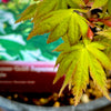 Summer Gold Japanese Maple 2-4ft