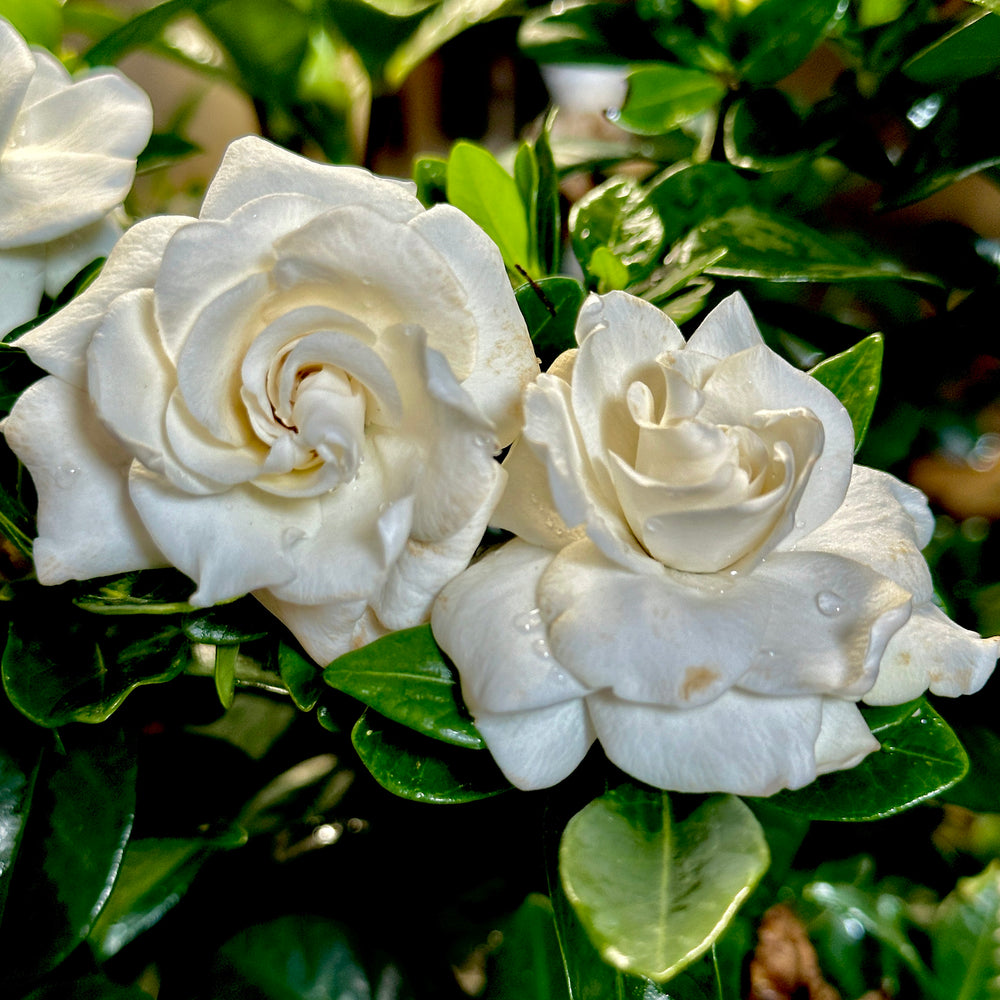 Crown Jewel Gardenia