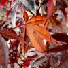 Emperor One Japanese Maple 3-4ft