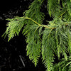 Weeping Blue Alaskan Cedar