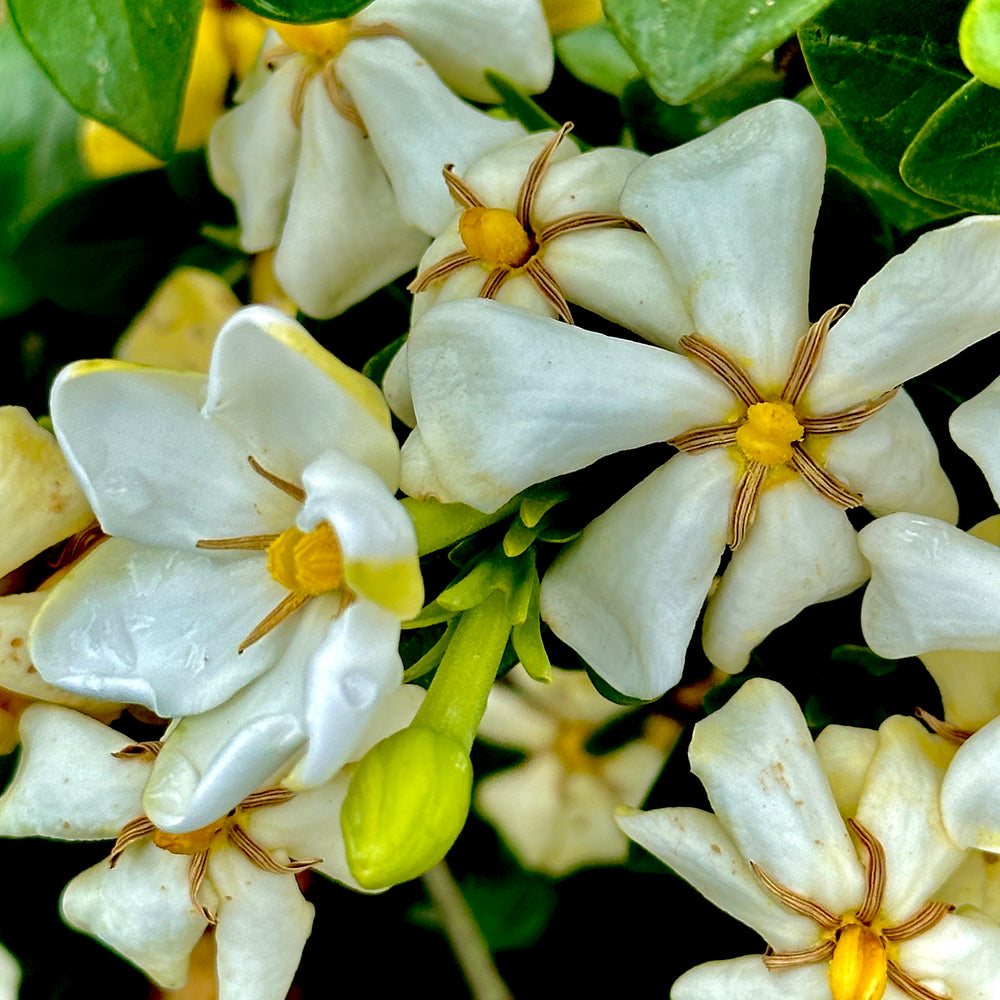 Kleim's Hardy Gardenia