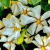 Kleim's Hardy Gardenia