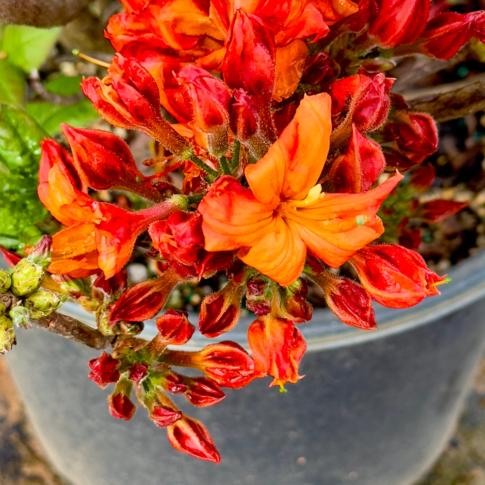 Fireball Deciduous Azalea - 3 gallon container – Lots of Plants
