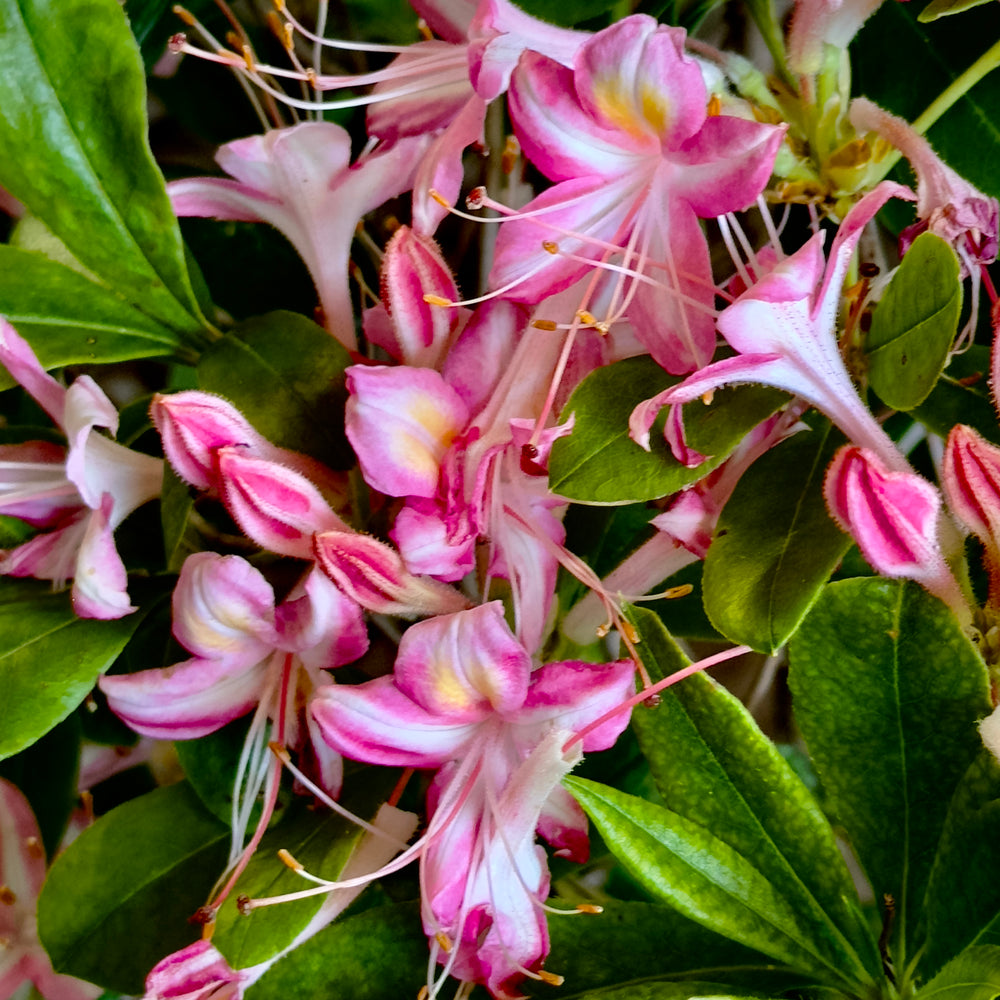 Ribbon Candy Deciduous Azalea 3 gallon container Lots of Plants