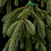 Weeping White Spruce