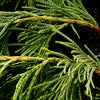 Weeping Blue Alaskan Cedar