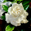 Crown Jewel Gardenia