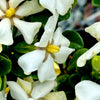 Kleim's Hardy Gardenia