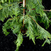 Weeping Blue Alaskan Cedar