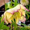 Winter Jewels® Sun Flare Lenten Rose