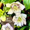 Winter Jewels® Picotee Pearl Lenten Rose