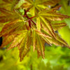 Summer Gold Japanese Maple 2-4ft