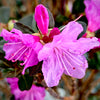 PJM Rhododendron