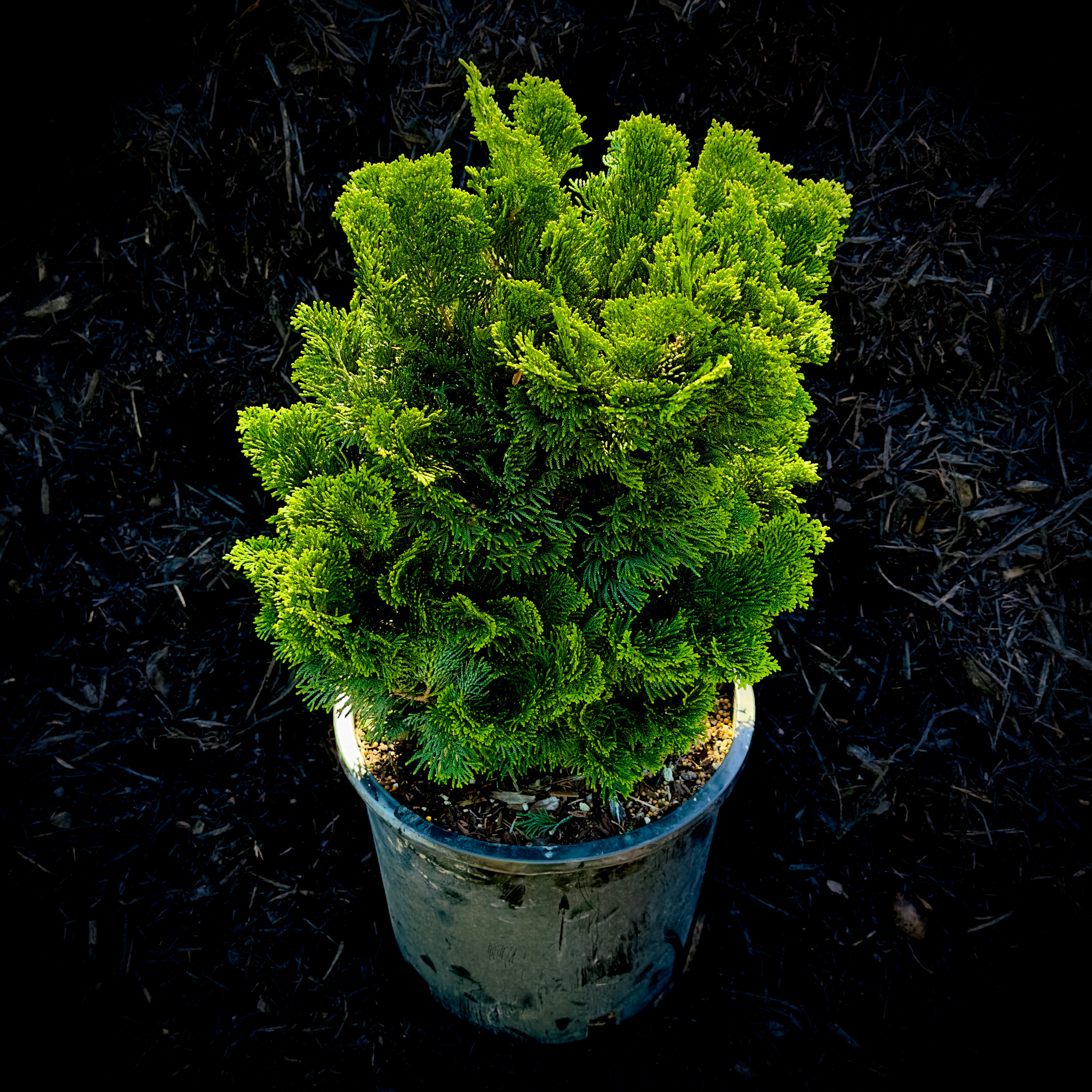 Dwarf Hinoki Cypress