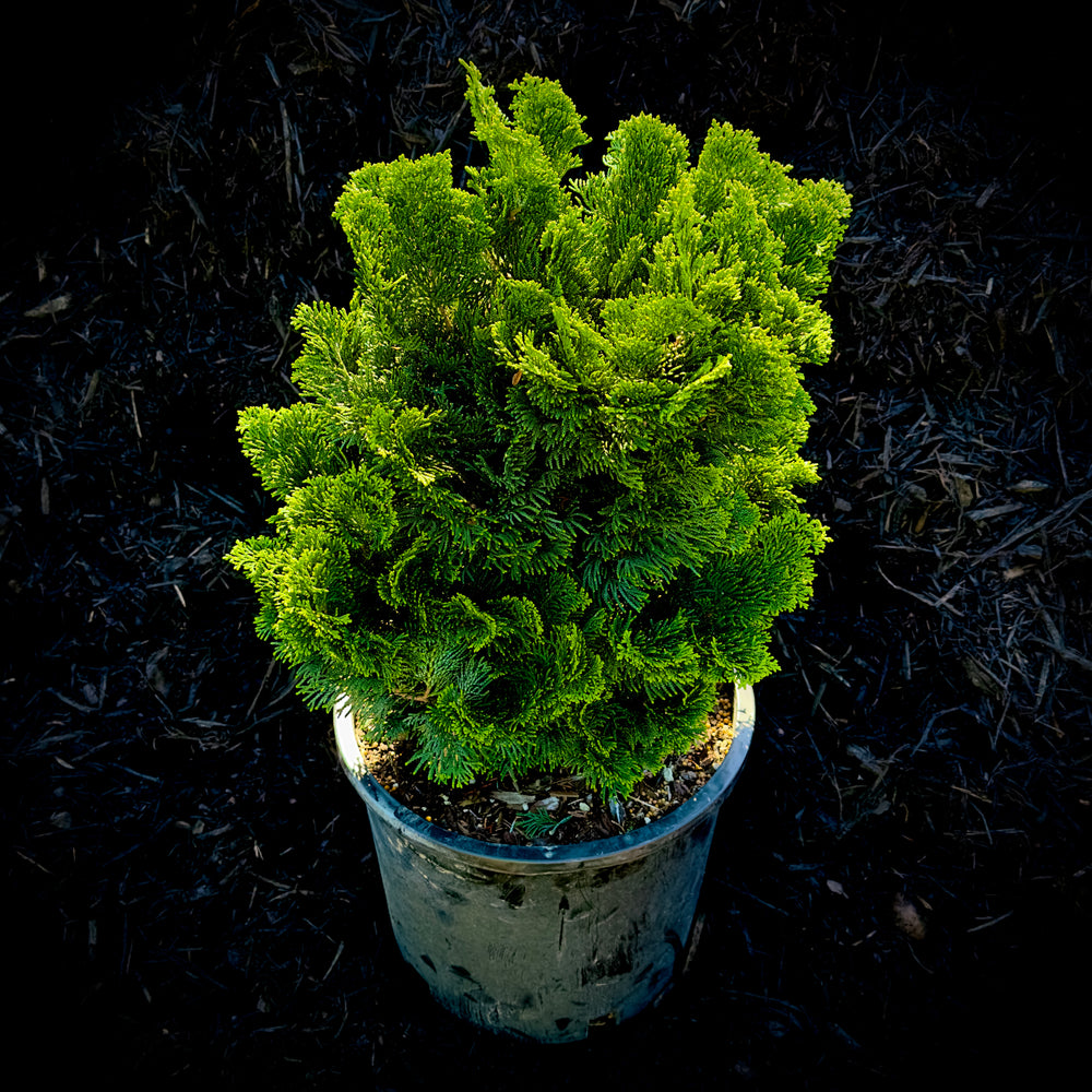 Dwarf Hinoki Cypress