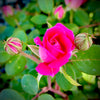 Double Pink Knock Out® Rose