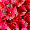 Cherry-Go-Round™ Reblooming Hydrangea