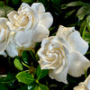 Crown Jewel Gardenia