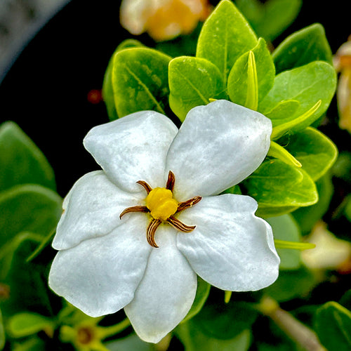 Kleims Hardy Gardenia- 3 Gallon