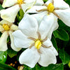 Kleim's Hardy Gardenia