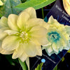 Winter Jewels® Golden Lotus Lenten Rose
