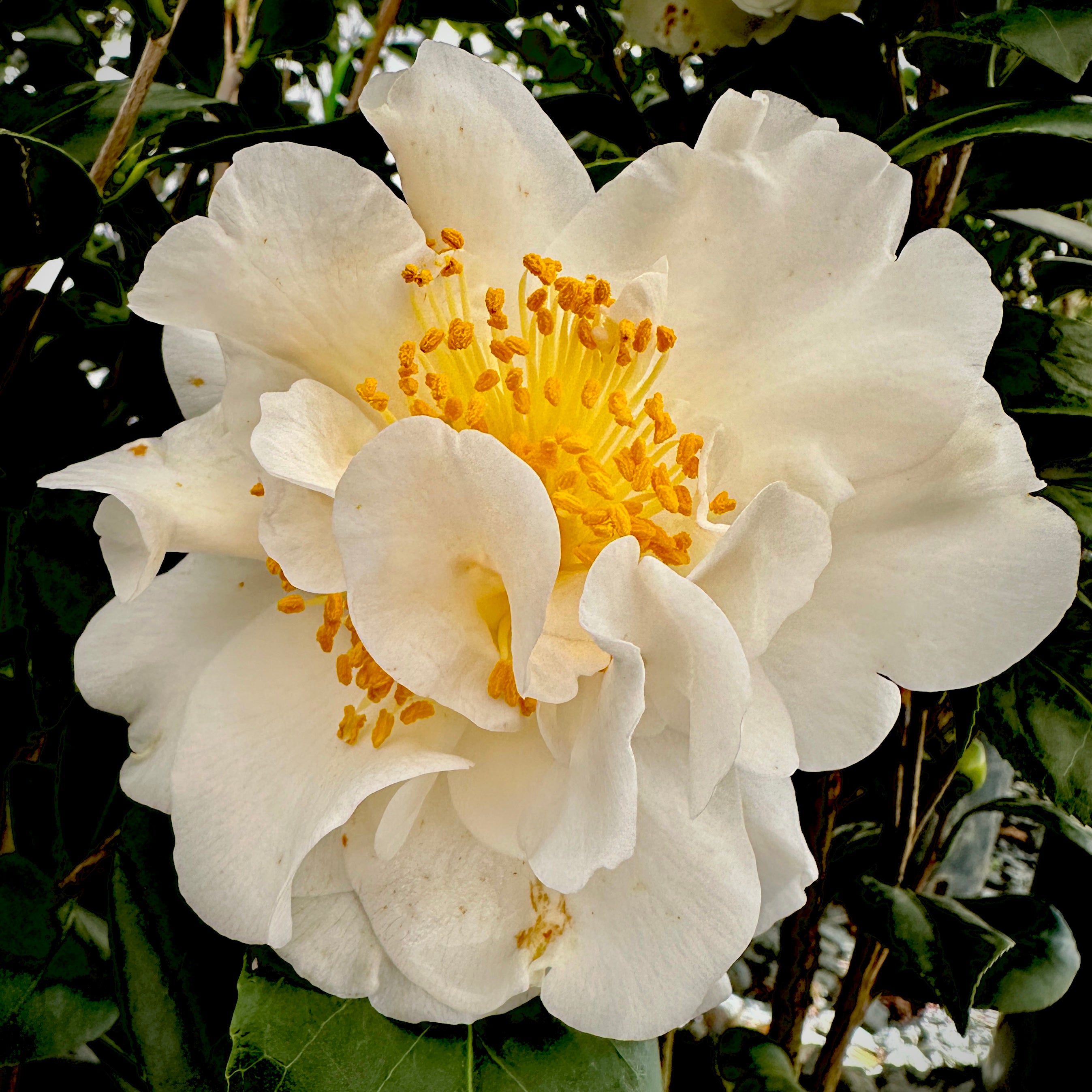 Victory White Camellia