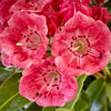 Raspberry Glow Mountain Laurel
