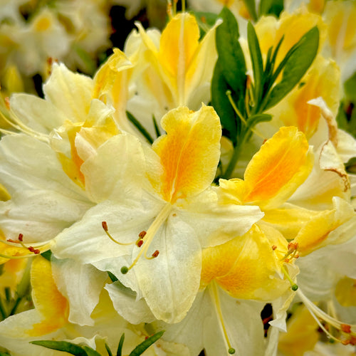 Northern Hi Lights Deciduous Azalea