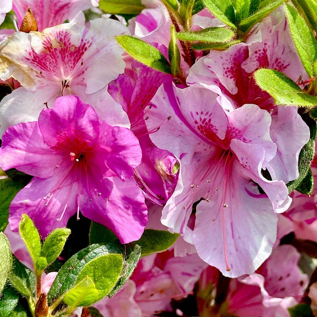 Encore Azalea Varieties Encore Azalea Varieties