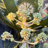 Fatsia, Glossy Paper Plant