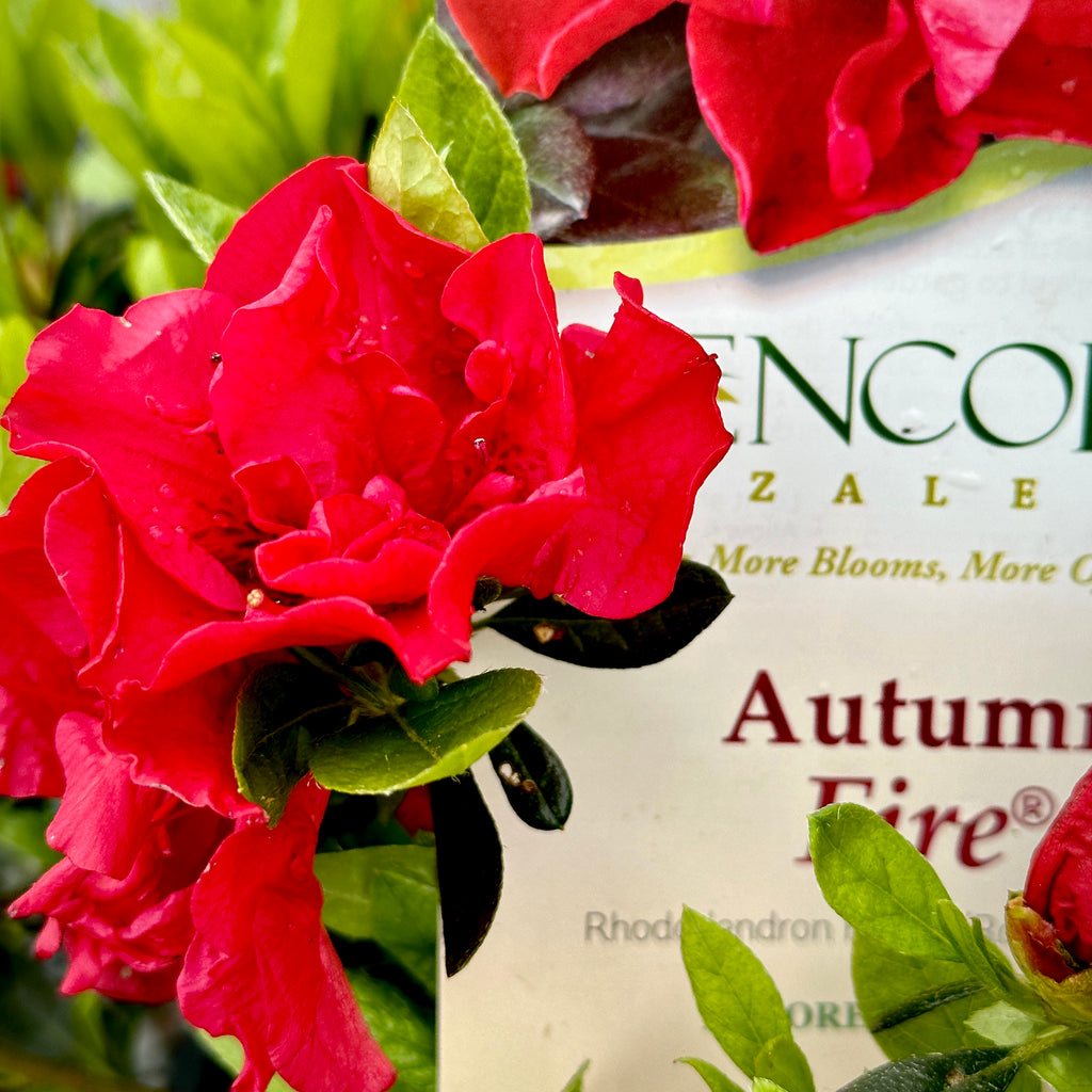 rhododendron encore autumn fire Autumn Fire® Encore Azalea