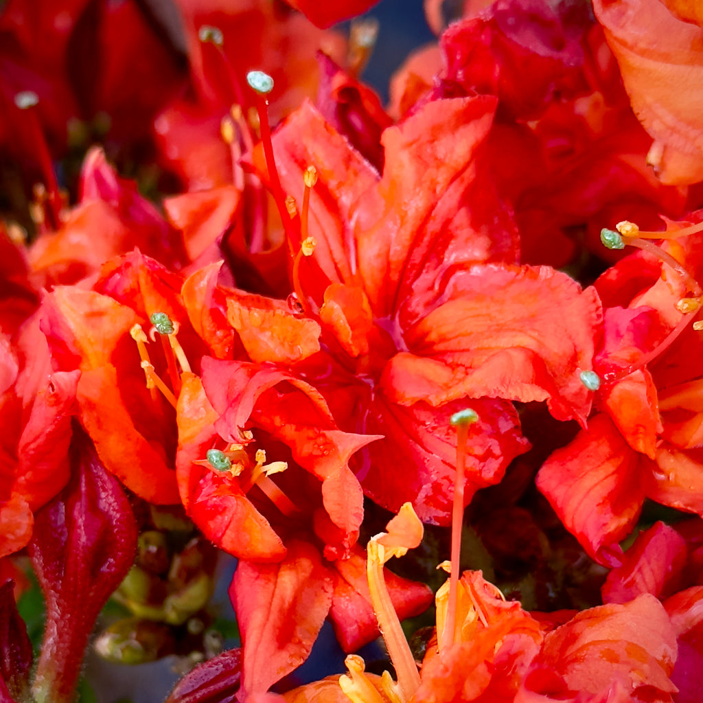 Fireball Deciduous Azalea - 3 gallon container – Lots of Plants