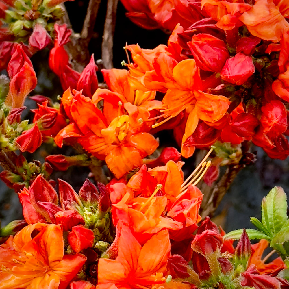 Fireball Deciduous Azalea - 3 gallon container – Lots of Plants