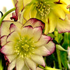 Winter Jewels® Sun Flare Lenten Rose