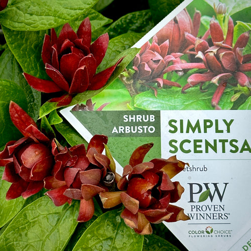 Simply Scentsational® Sweetshrub Calycanthus