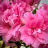 Autumn Carnation® Encore Azalea
