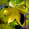 Summer Gold Japanese Maple 2-4ft