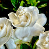 Crown Jewel Gardenia