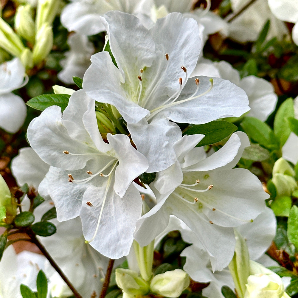 Bloom-A-Thon White Azalea- 3 gallon container – Lots of Plants
