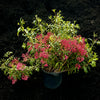 Show Time Mountain Laurel