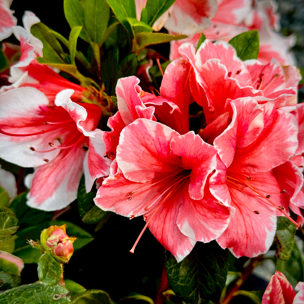 Azalea Confetti Autumn Sunburst® Encore Azalea - 3 gallon container – Lots of Plants