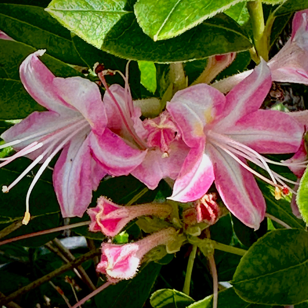 Ribbon Candy Deciduous Azalea 3 gallon container Lots of Plants