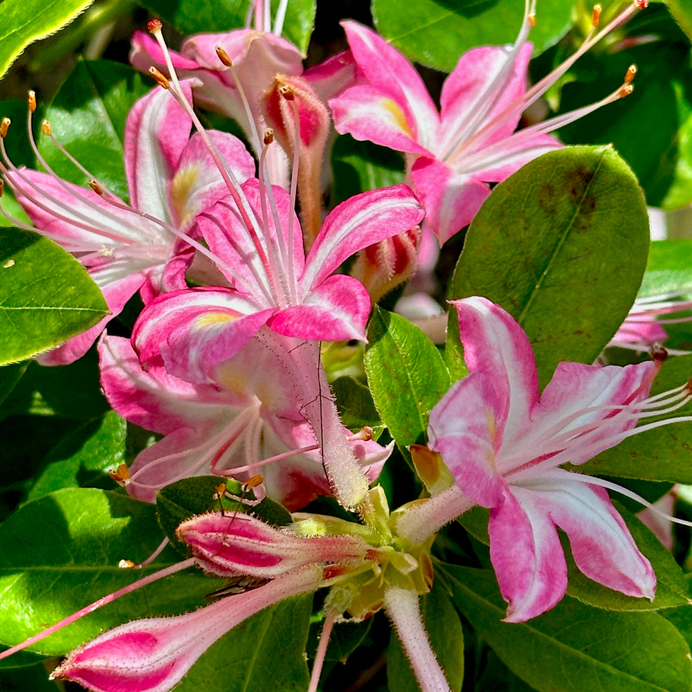 Ribbon Candy Deciduous Azalea 3 gallon container Lots of Plants