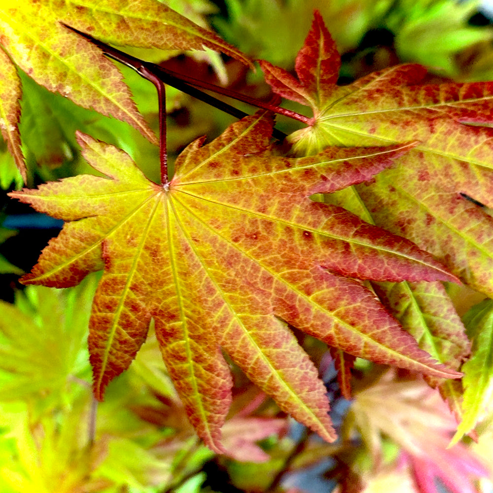 Autumn Moon Japanese Maple