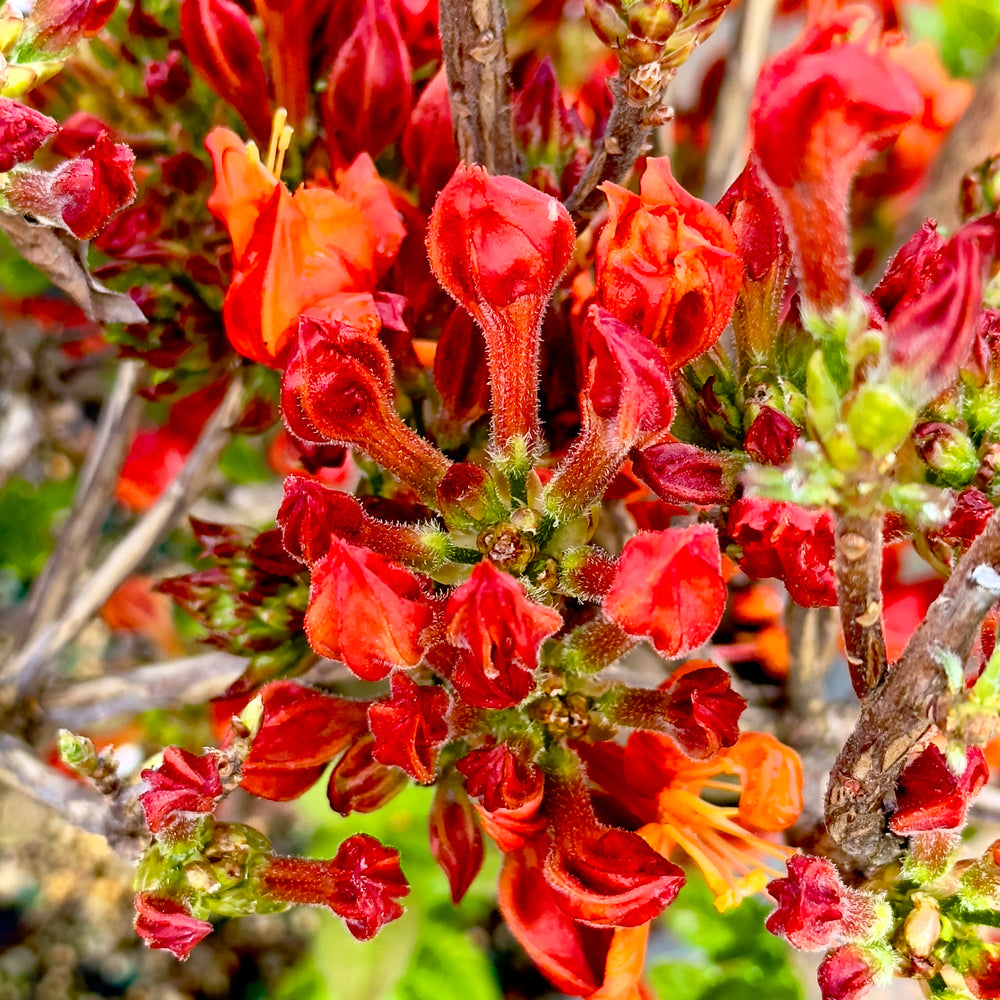 Fireball Deciduous Azalea - 3 gallon container – Lots of Plants