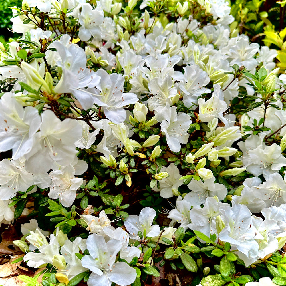 Bloom-A-Thon White Azalea- 3 gallon container – Lots of Plants